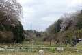 春の里山２０２５　～町田市小野路の萌える里山～