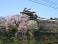 ２０１７年の郡山城跡の桜風景を