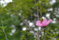 延岡植物園　約束の１０枚　秋桜＋α