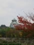 2015 大阪城公園の紅葉