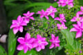 長谷寺の紫陽花
