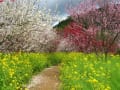 桜と桃の花と菜の花の饗宴