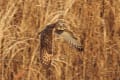 えどがわ野鳥友の会