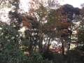 2012駒込六義園紅葉の宴