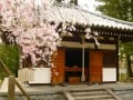 西行法師の終焉の地　「弘川寺」の桜