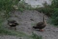 夕暮れの琵琶湖、湖畔長浜城の公園で～