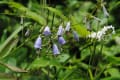 夏草茂る八ヶ岳自然園の花