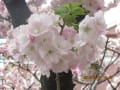 造幣局の桜