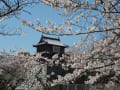 ２０１９年春　舞鶴公園・大濠公園