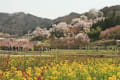 福島花見山の見事な桜”