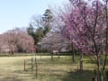 [4]一ノ鳥居を入って右の陽光桜と奥の斎王桜