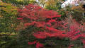 2015.11.24京都嵐山の紅葉