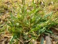 すいば　（雑草）　が　大きくなってきた。　植物図鑑　県立三木山森林公園