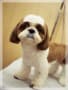 STYLE  ALBUM　♡Shih Tzu♡（随時更新）