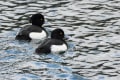 野鳥(二上山ふるさと公園)