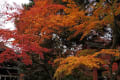 亀岡、鍬山神社の紅葉