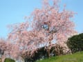 石手川の桜