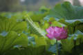 上野不忍池のハスの花