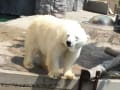 2014年夏 旭山動物園