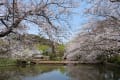 鎌倉・源平池の桜
