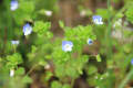 5月 カタクリの里の花