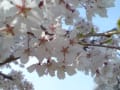 名古屋城と桜