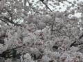 [4]真間川沿いの桜　2018