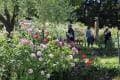 Giardino delle rose a Firenze(バラ園)