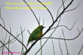 [17]Orange-bellied Leafbird04Dec2013-03a-s.jpg