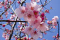 桜、ヒヨドリ、こぶし、白い花_160321