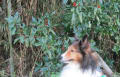 小次郎と赤い実の草木　－　マユミ（真弓）－