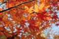 奥飛騨・福地温泉　秋の　いろりの宿かつら木の郷　