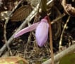 匠の森・カタクリの花２０１６年春