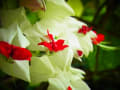 Flowers in Davao