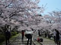 桜、京都、蹴上～山科疎水。