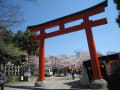 京都　平野神社の桜！