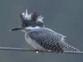 野鳥でBreak