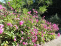 １３年初秋の花～我が家の１０月に咲いた花