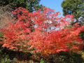 紅葉～滋賀県～