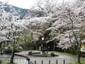 美山の桜２０２０