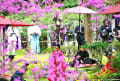 [7]上賀茂神社、賀茂曲水宴の桜