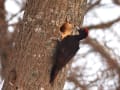 クマゲラ・イスカなど～北海道の野鳥2013.1