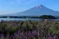 花と富士山