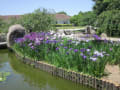 霞ヶ浦総合公園・池の花菖蒲です