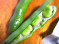 [2]broad bean02.JPG