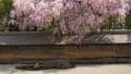 2009年初めての京都の桜