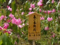 天龍寺　「百花苑」