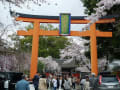 平野神社の桜