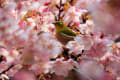 大漁桜にメジロ２０２２年版～パート1花に鳥編（including 吸う蜜&羽ばたき編)