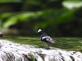 サンケイ・ミカドキジなど～台湾の野鳥2014秋